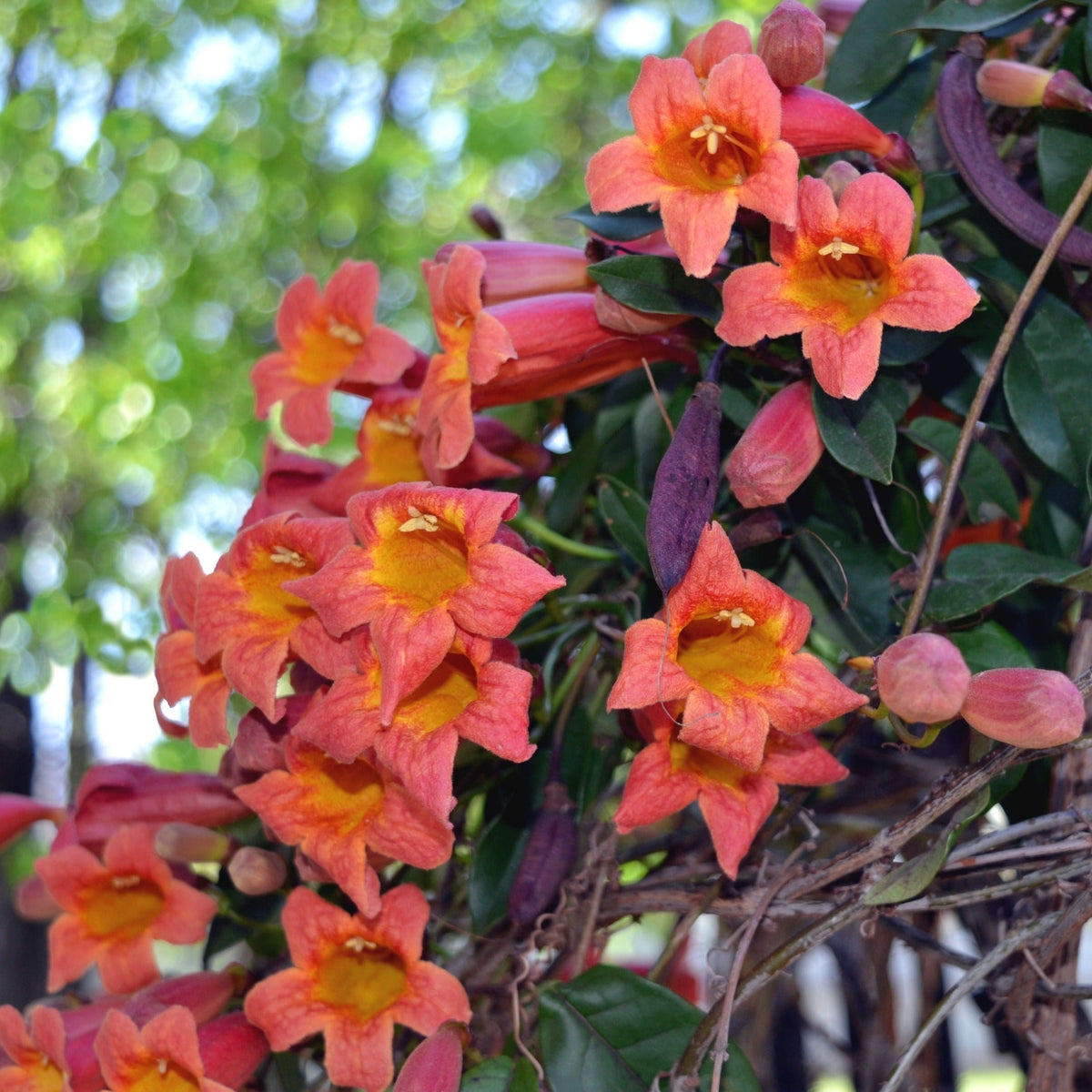 Tangerine Beauty Crossvine - Cheeky Garden