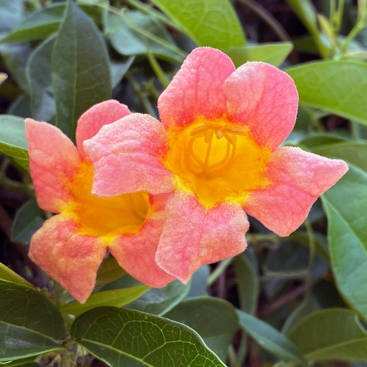 Tangerine Beauty Crossvine - Cheeky Garden