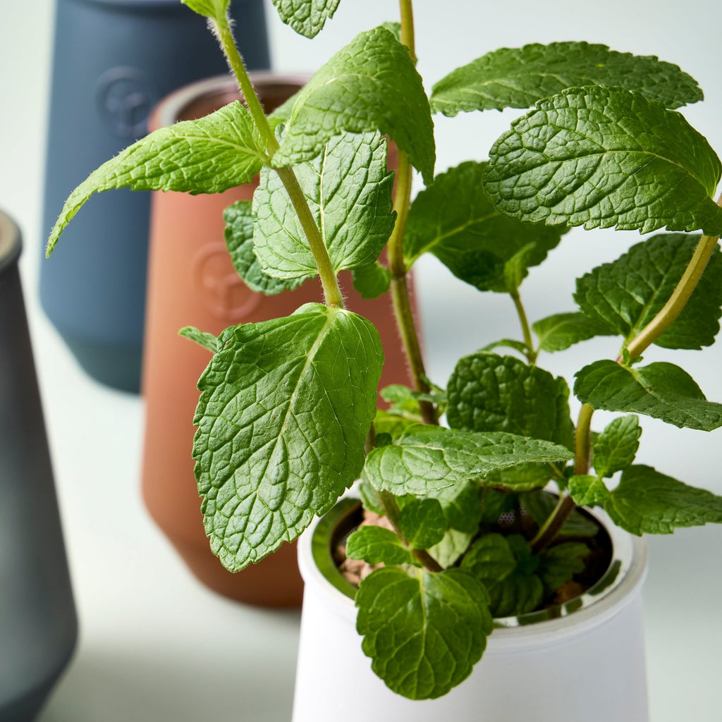 Tapered Tumbler Grow Kits - Cheeky Garden