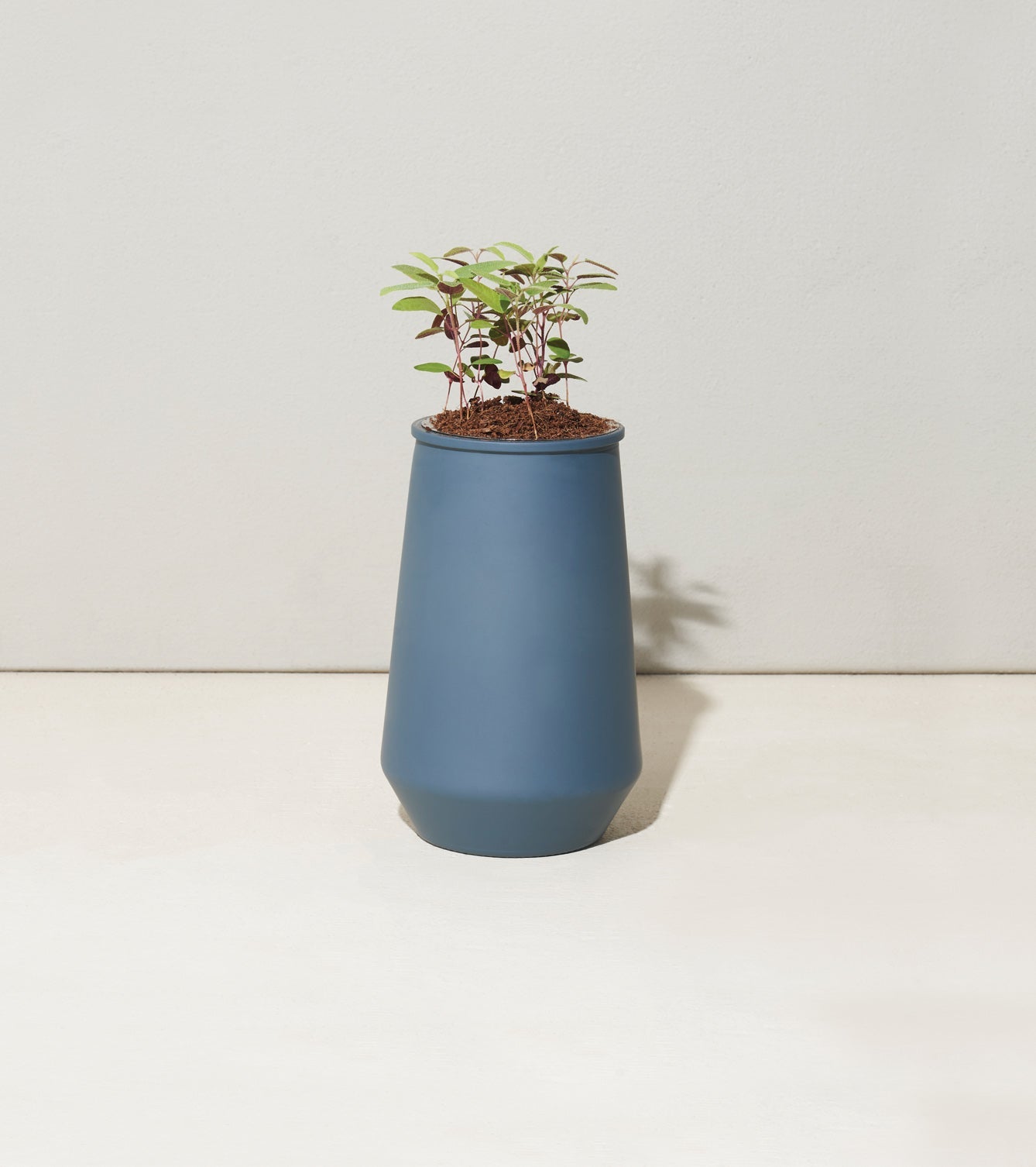 Tapered Tumbler Grow Kits - Cheeky Garden