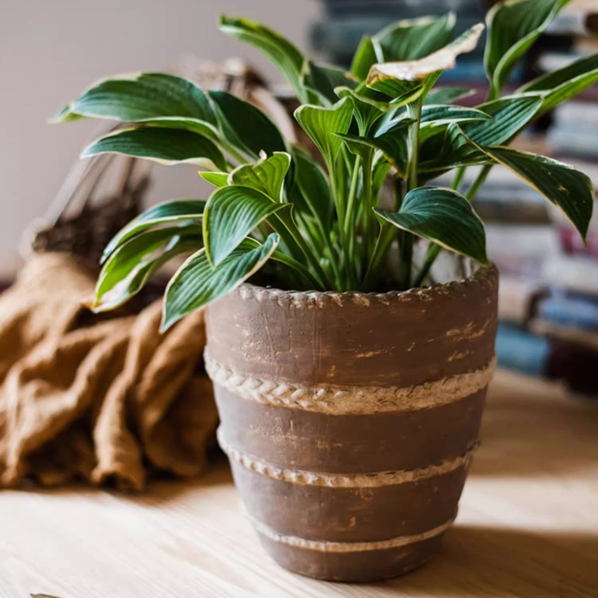 Tasha Red Terracotta Planter - Cheeky Garden