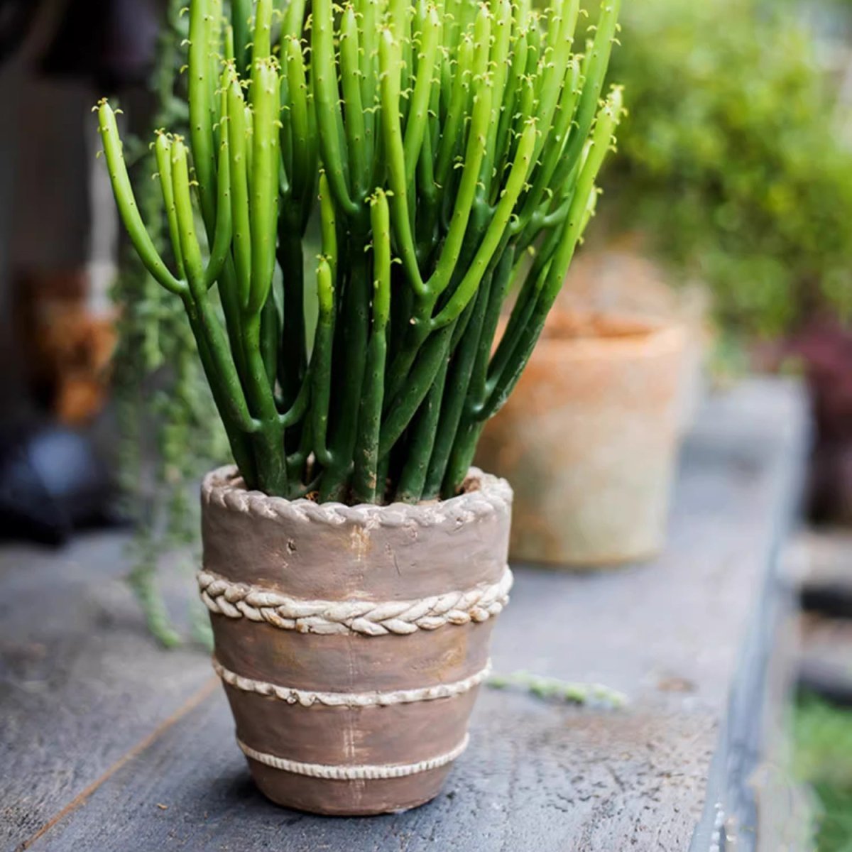 Tasha Red Terracotta Planter - Cheeky Garden