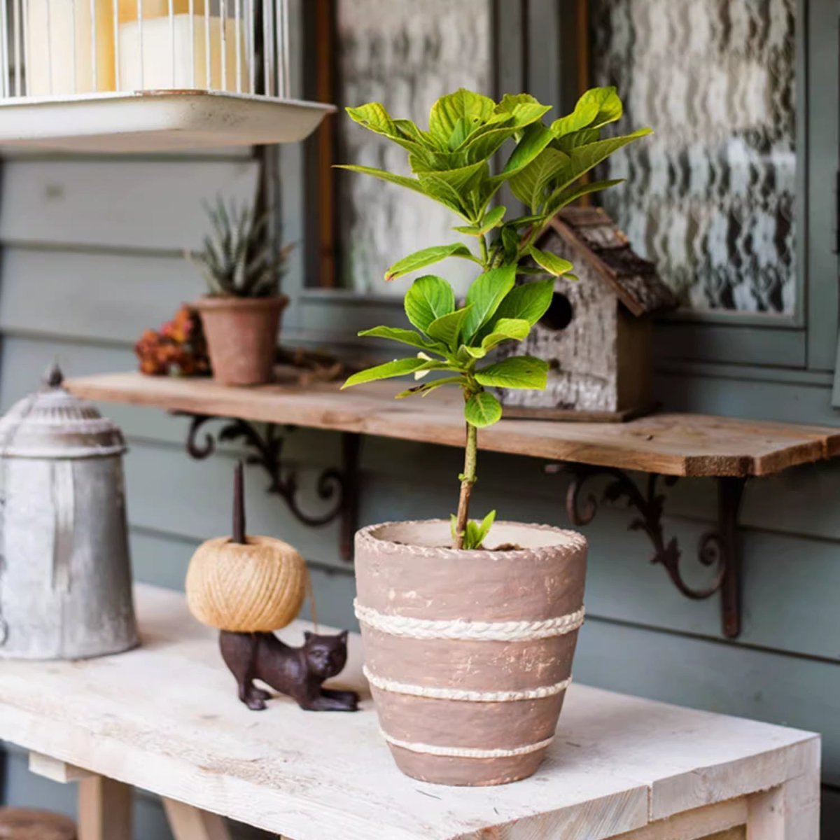 Tasha Red Terracotta Planter - Cheeky Garden