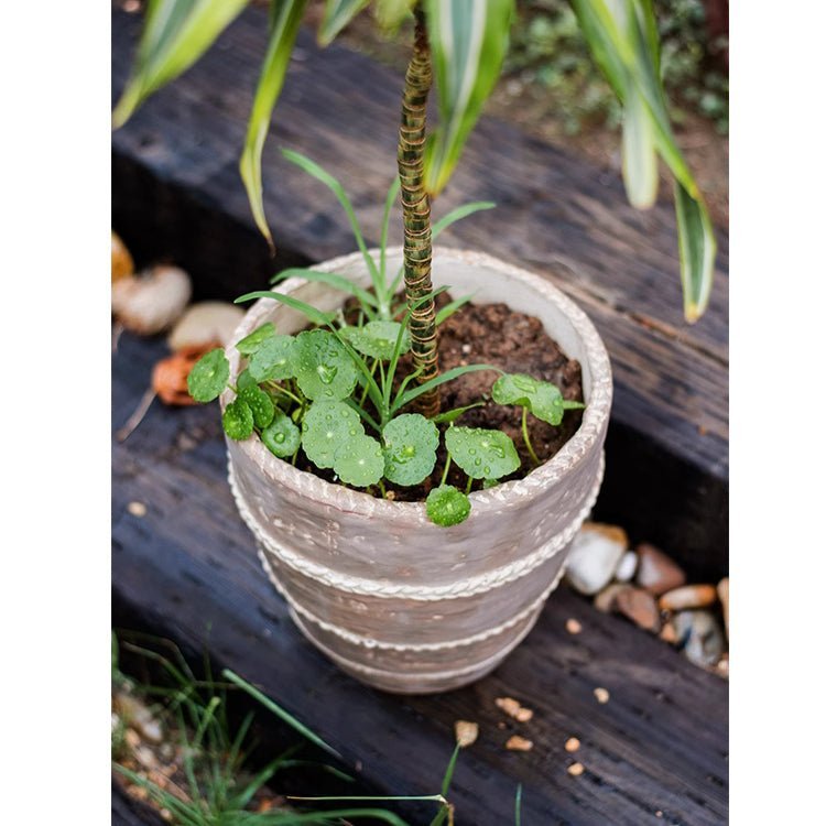 Tasha Red Terracotta Planter - Cheeky Garden