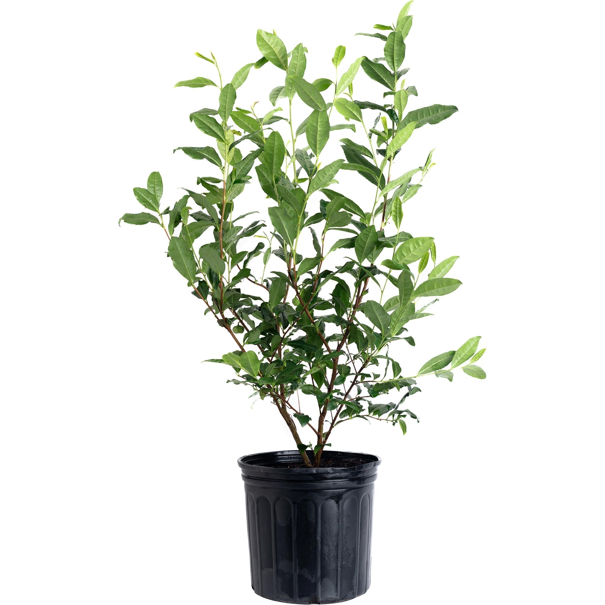Tea Plant (Camellia sinensis) - Cheeky Garden