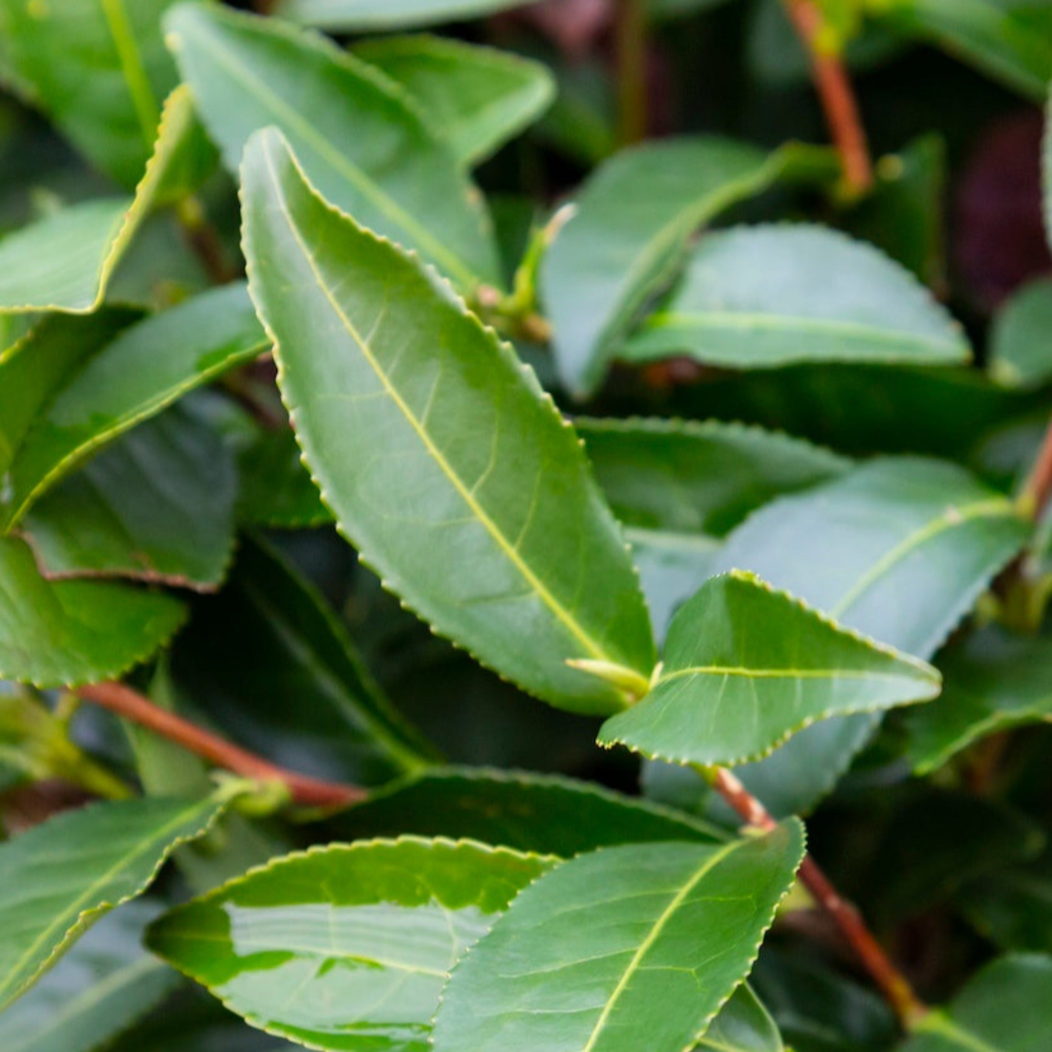 Tea Plant (Camellia sinensis) - Cheeky Garden