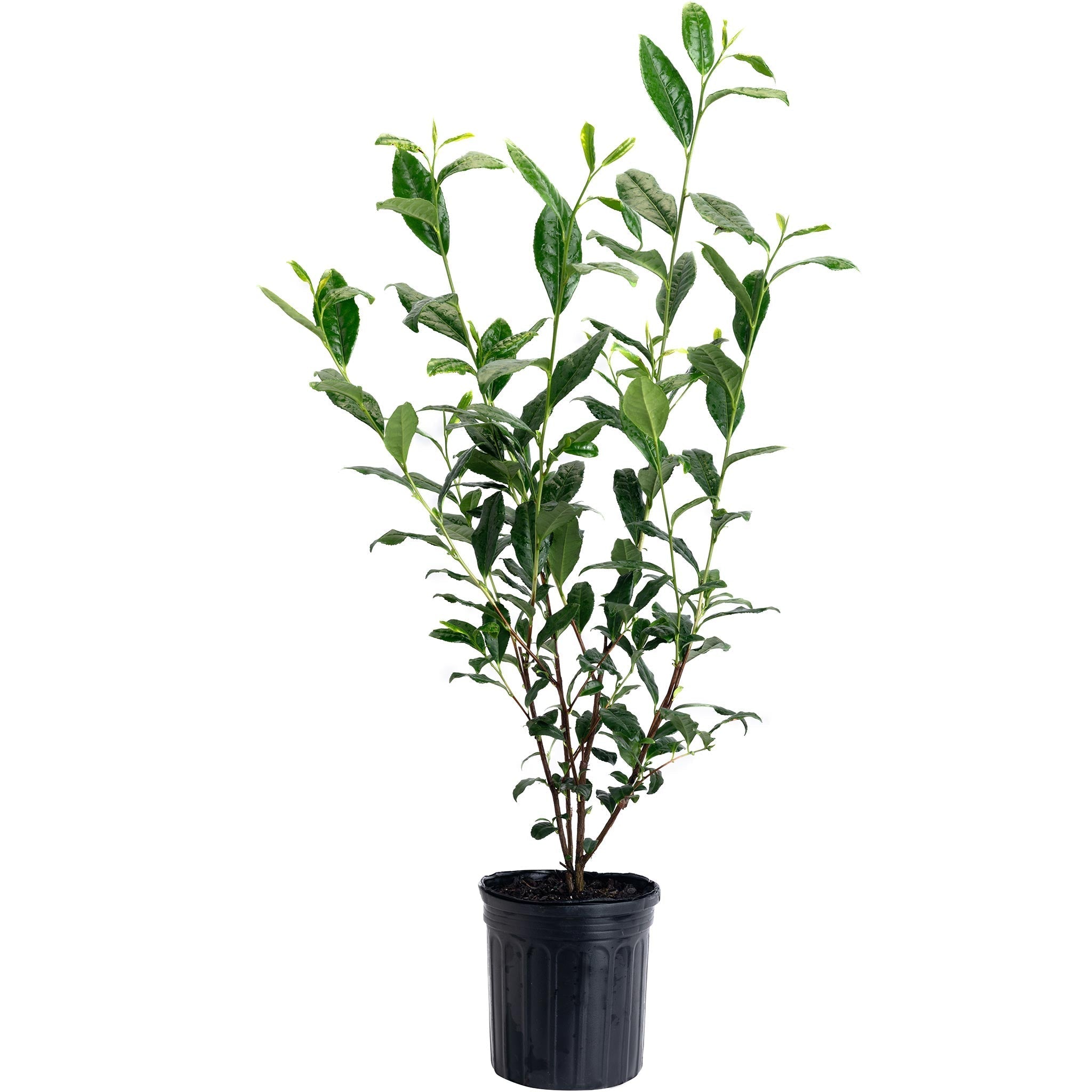Tea Plant (Camellia sinensis) - Cheeky Garden