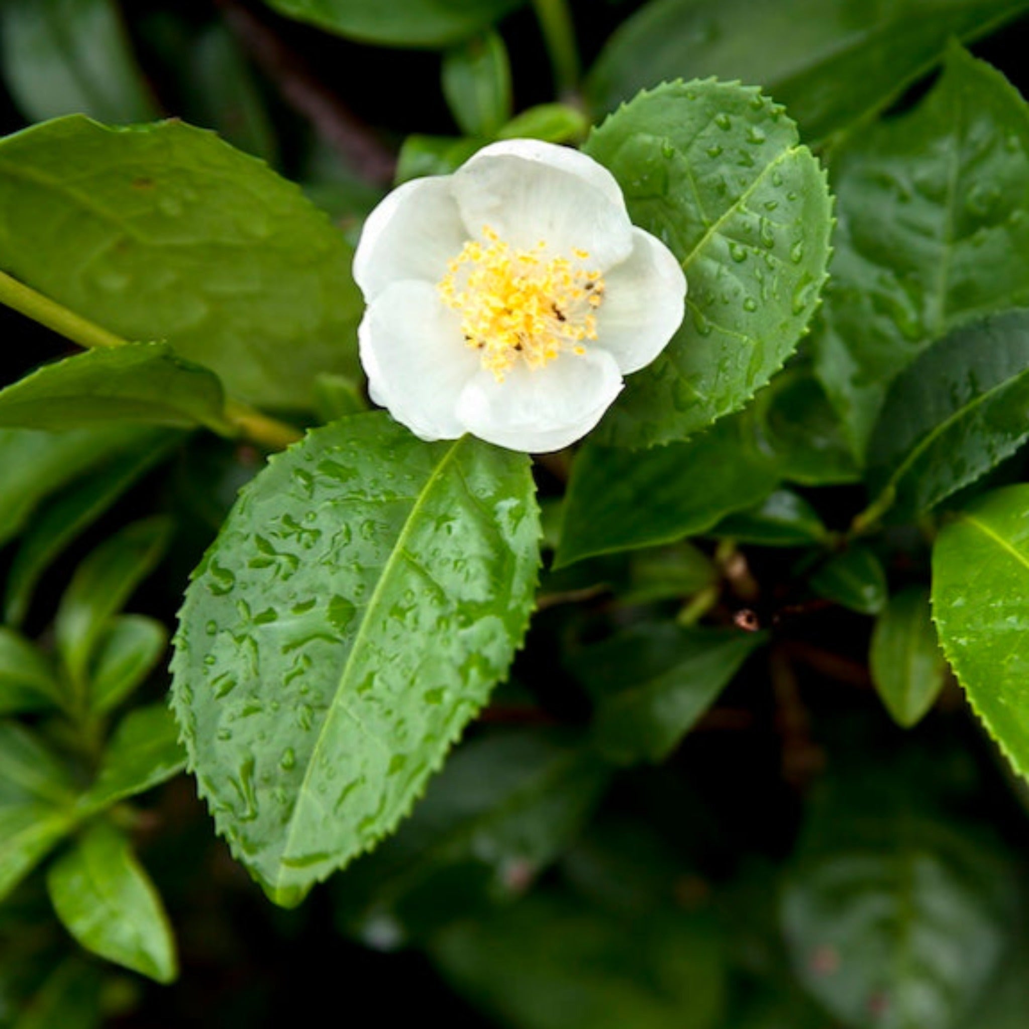 Tea Plant (Camellia sinensis) - Cheeky Garden