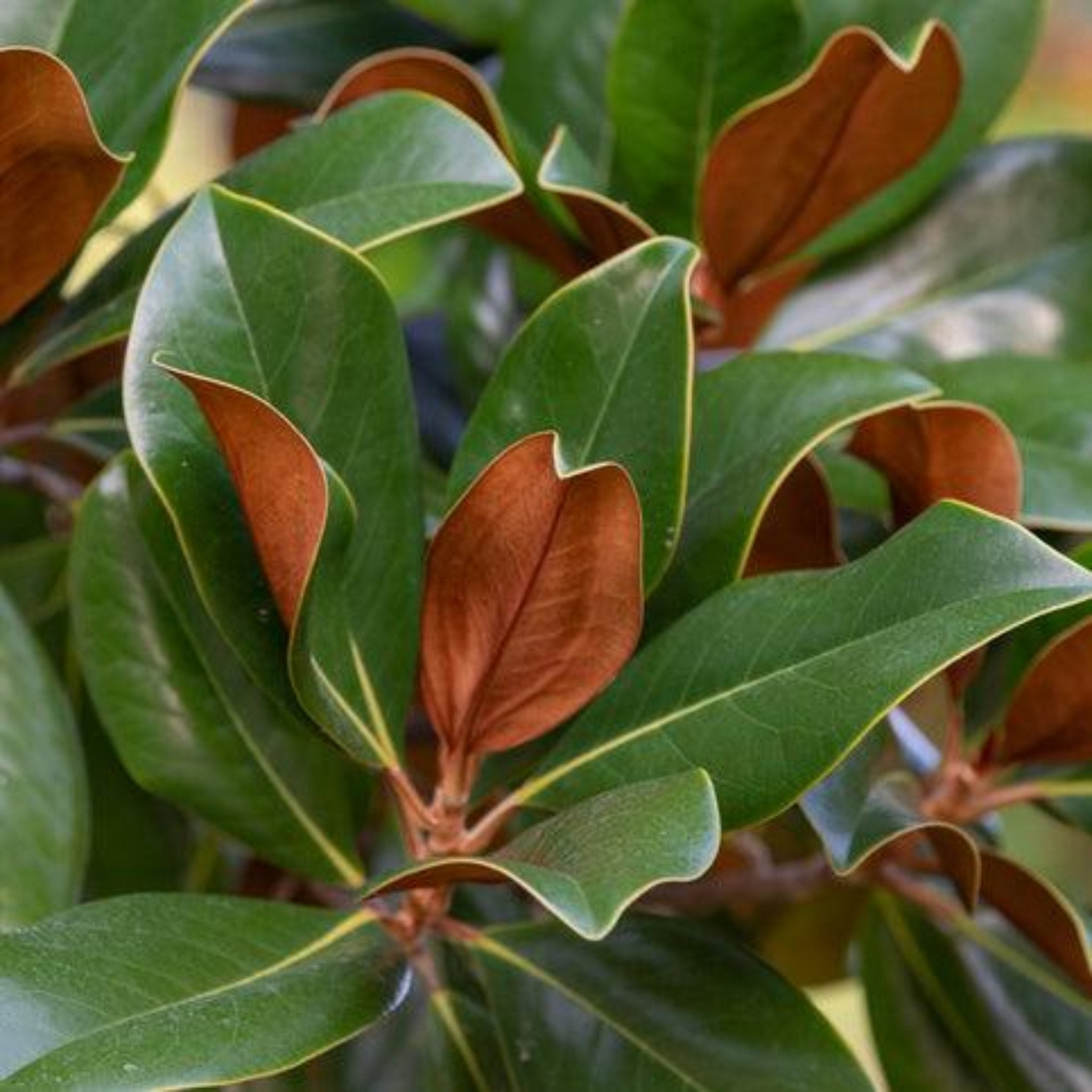 Teddy Bear® Southern Magnolia - Cheeky Garden