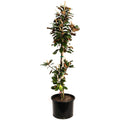Teddy Bear® Southern Magnolia - Cheeky Garden