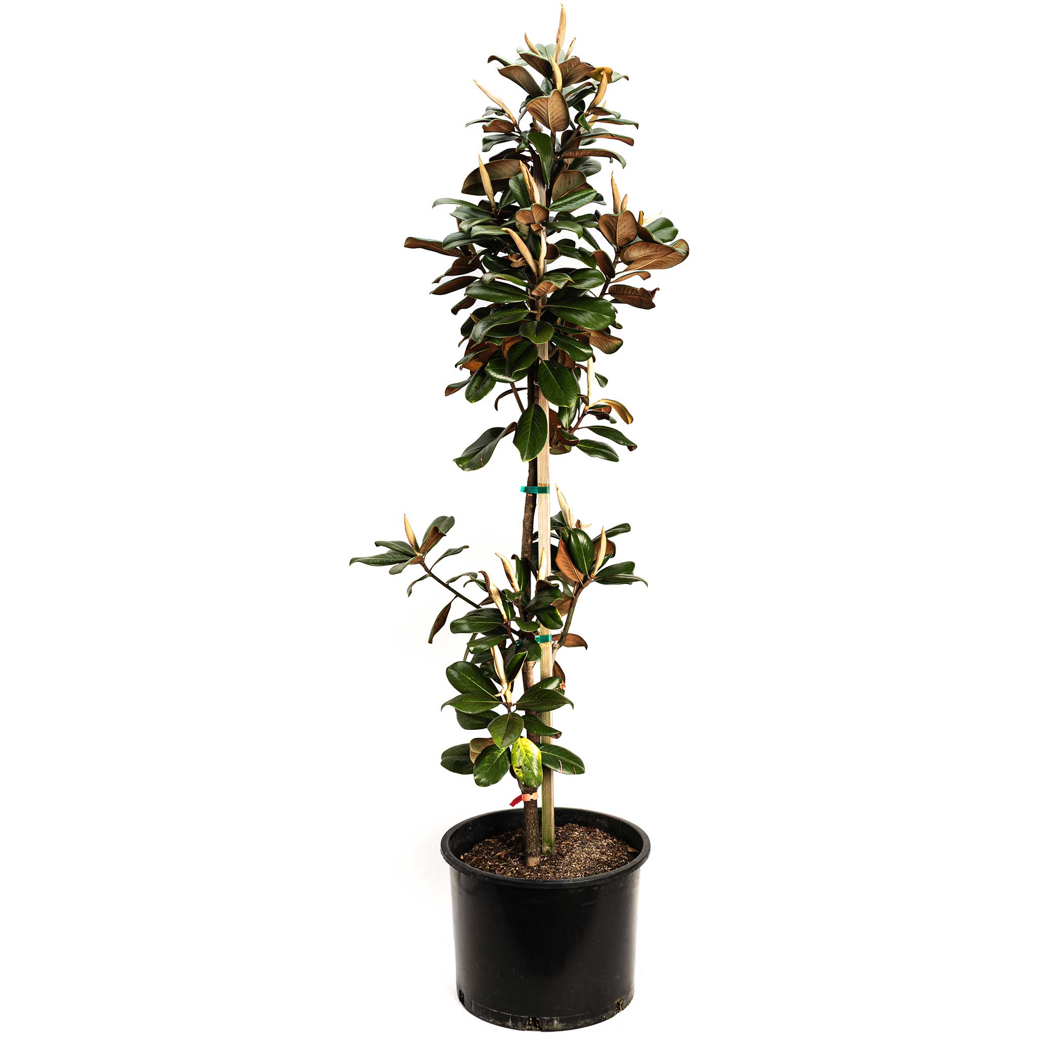 Teddy Bear® Southern Magnolia - Cheeky Garden