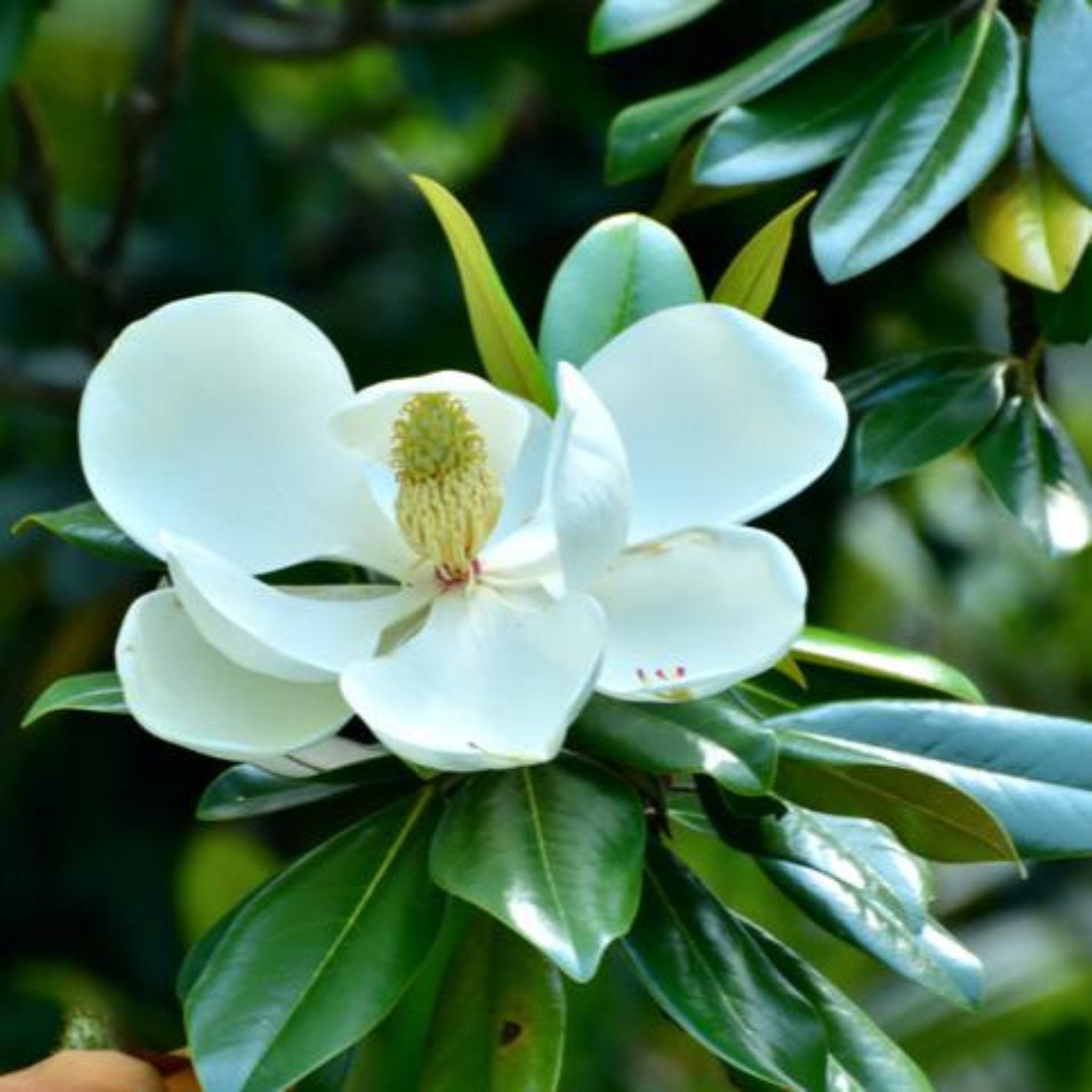 Teddy Bear® Southern Magnolia - Cheeky Garden
