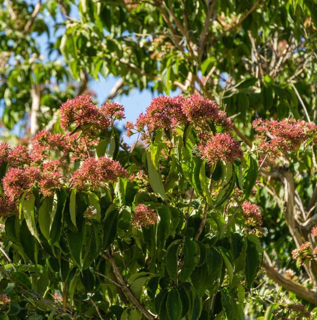 Temple of Bloom® Seven-Son Flower - Cheeky Garden