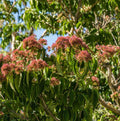 Temple of Bloom® Seven-Son Flower - Cheeky Garden