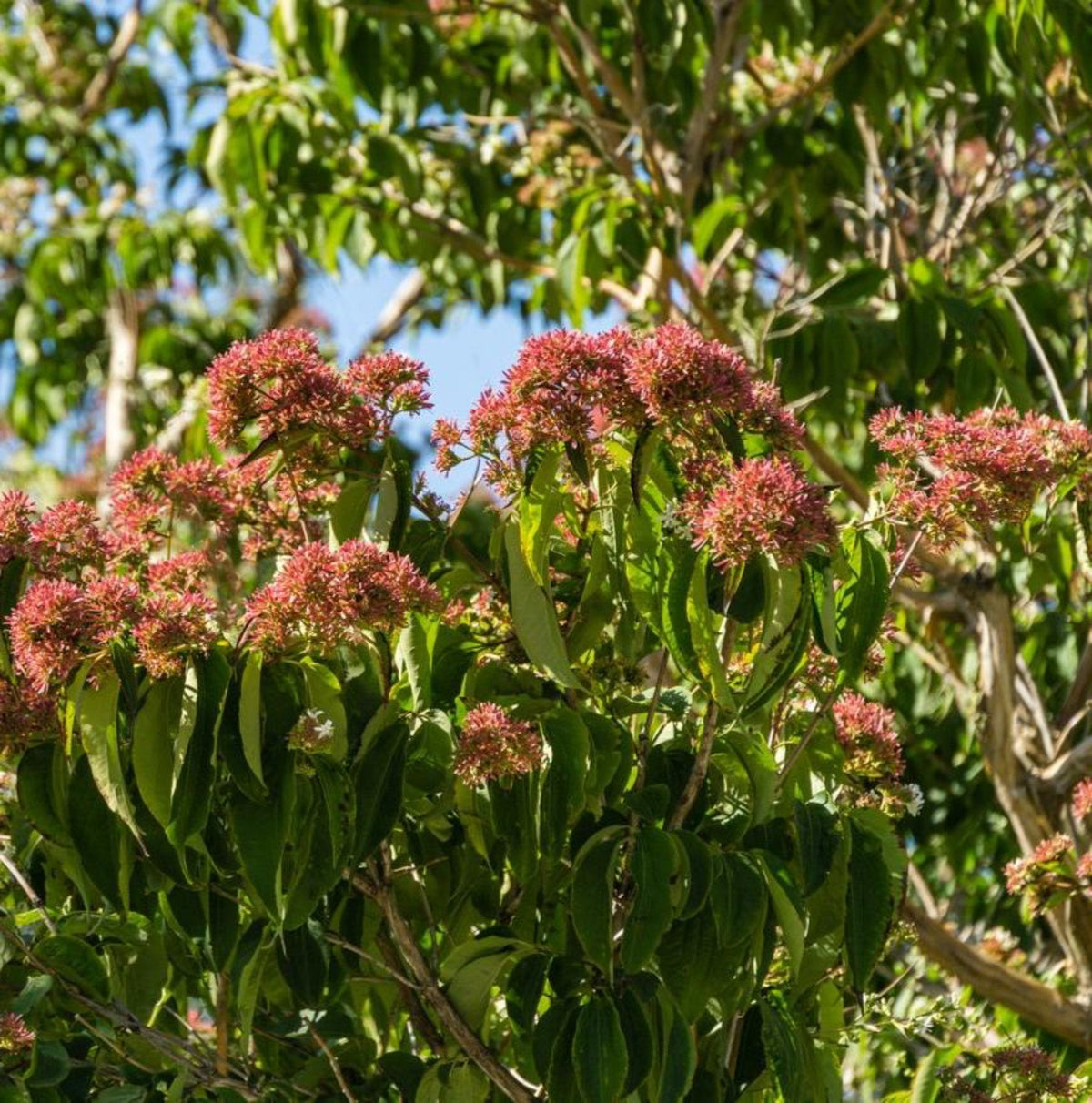 Temple of Bloom® Seven-Son Flower - Cheeky Garden