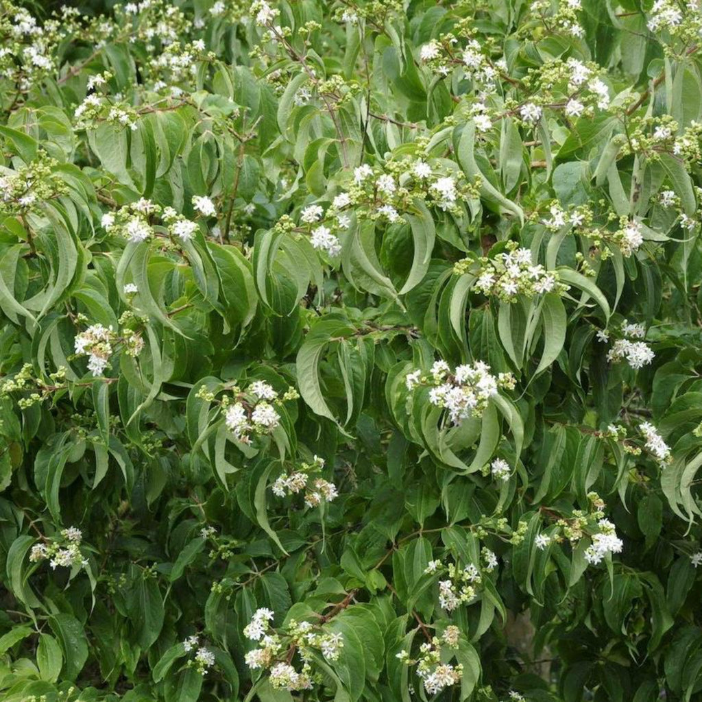 Temple of Bloom® Seven-Son Flower - Cheeky Garden