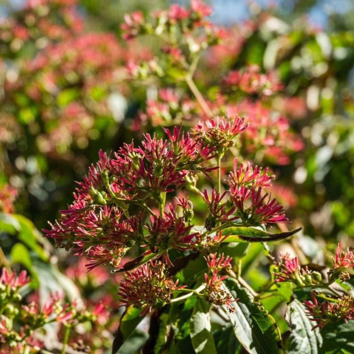 Temple of Bloom® Seven-Son Flower - Cheeky Garden