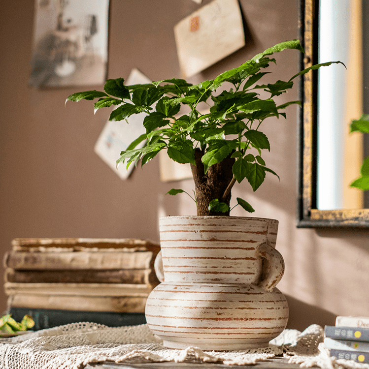 Terracotta Planter Vase with Handles - Cheeky Garden