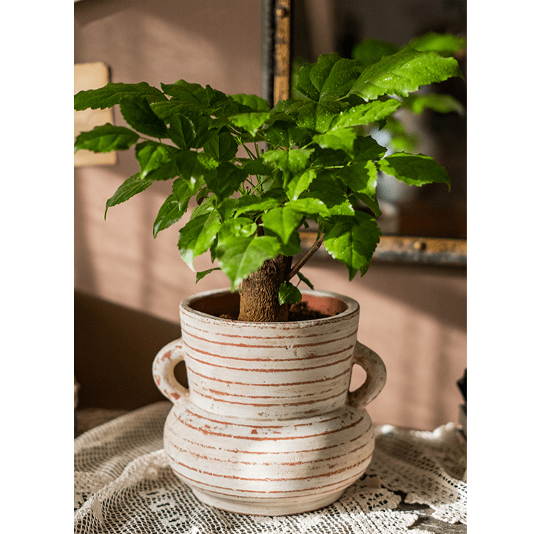 Terracotta Planter Vase with Handles - Cheeky Garden