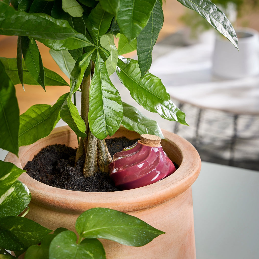 Terracotta Watering Bulbs - Cheeky Garden