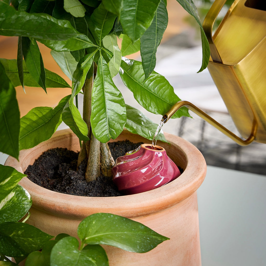 Terracotta Watering Bulbs - Cheeky Garden