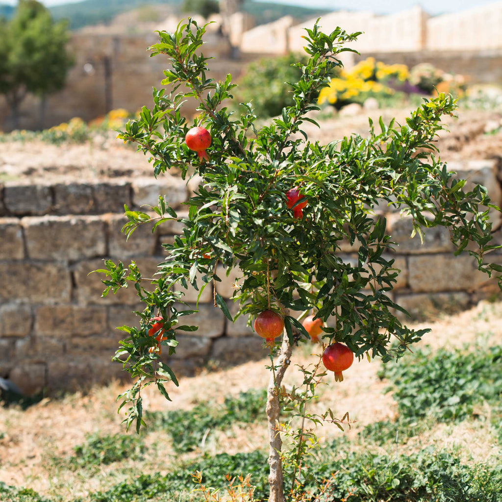 Texas Pink Pomegranate Tree - Cheeky Garden