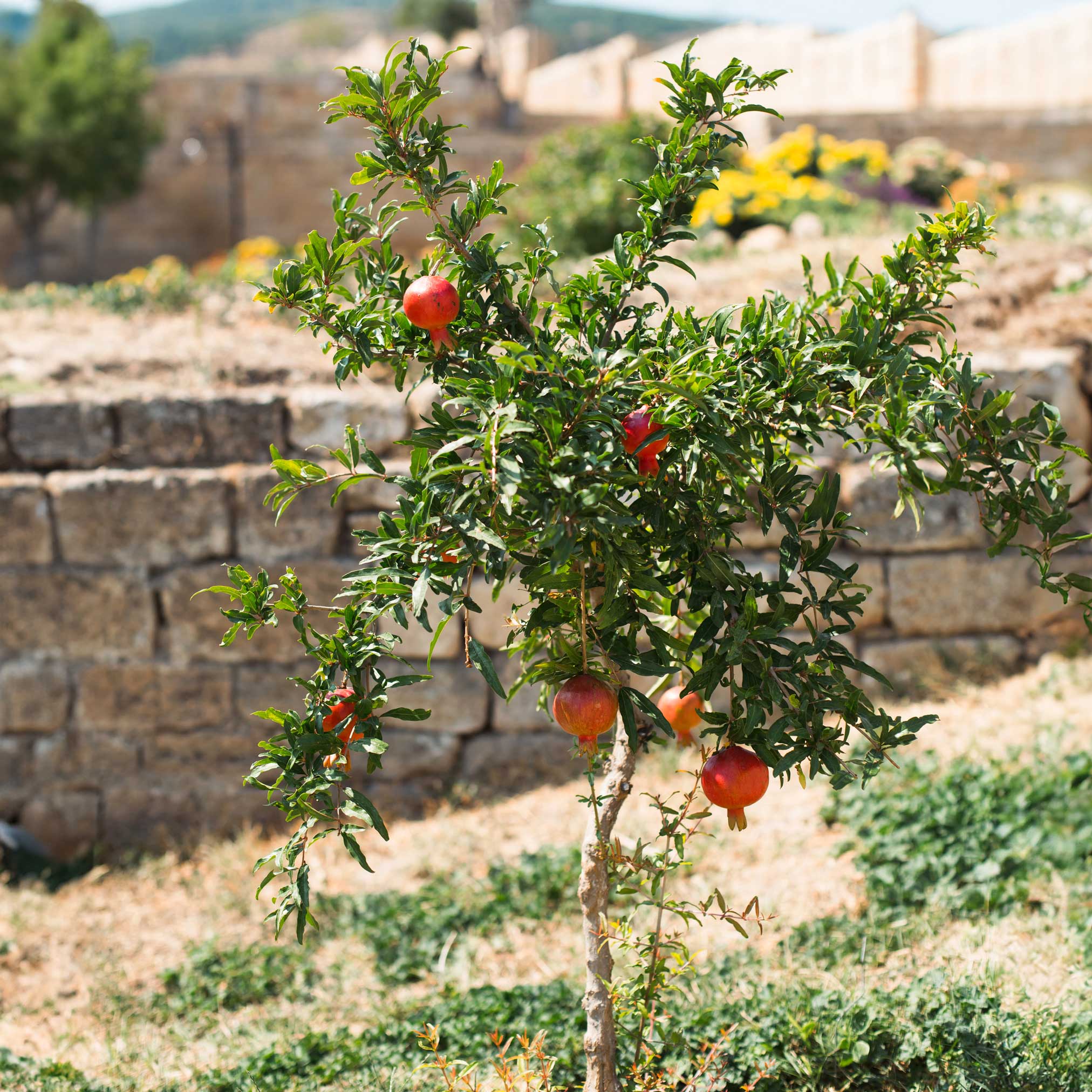 Texas Pink Pomegranate Tree - Cheeky Garden