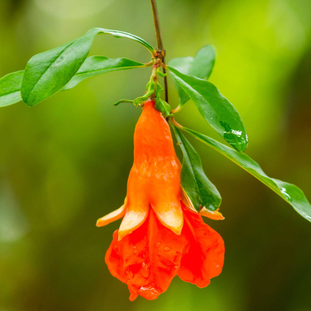 Texas Pink Pomegranate Tree - Cheeky Garden