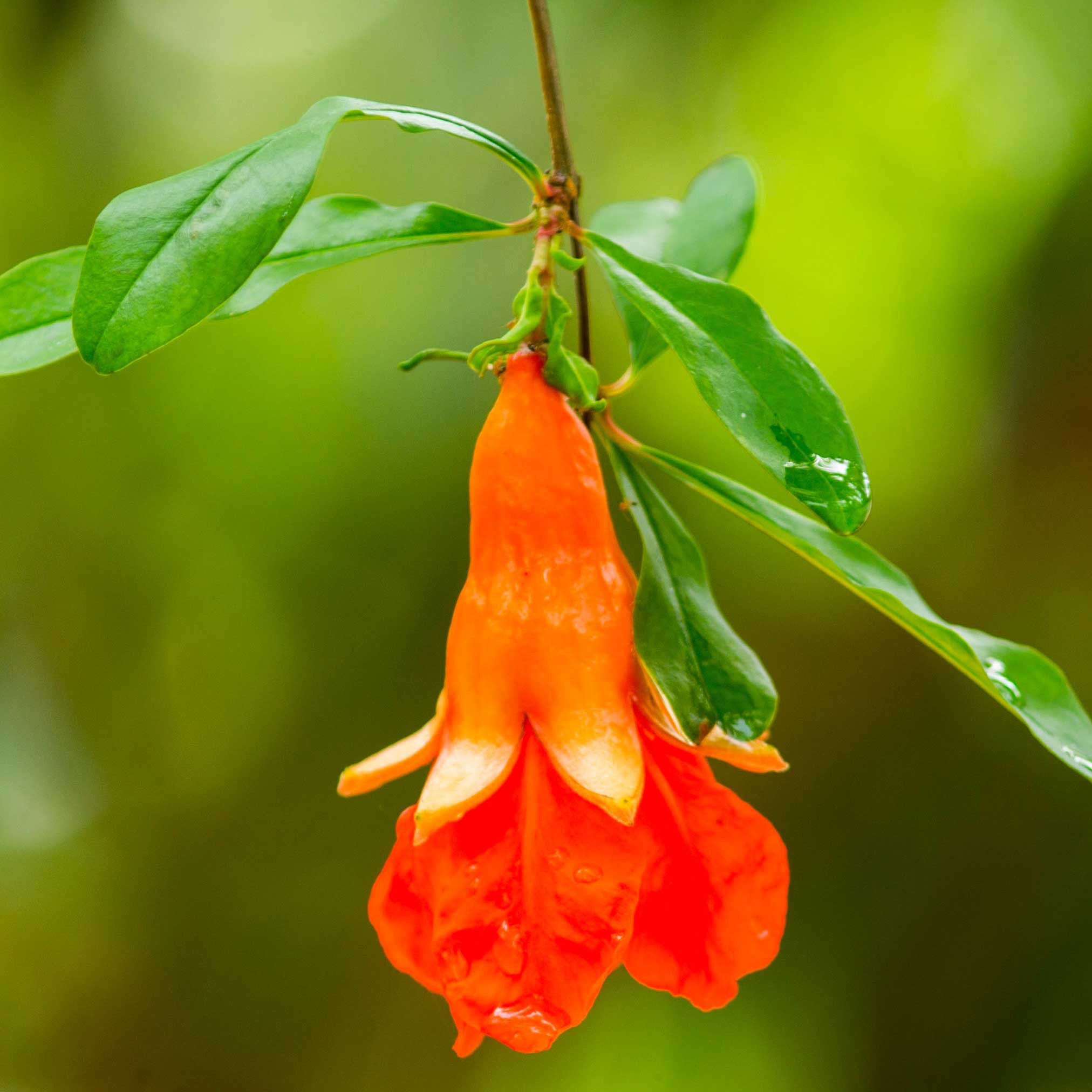 Texas Pink Pomegranate Tree - Cheeky Garden