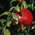 Texas Pink Pomegranate Tree - Cheeky Garden