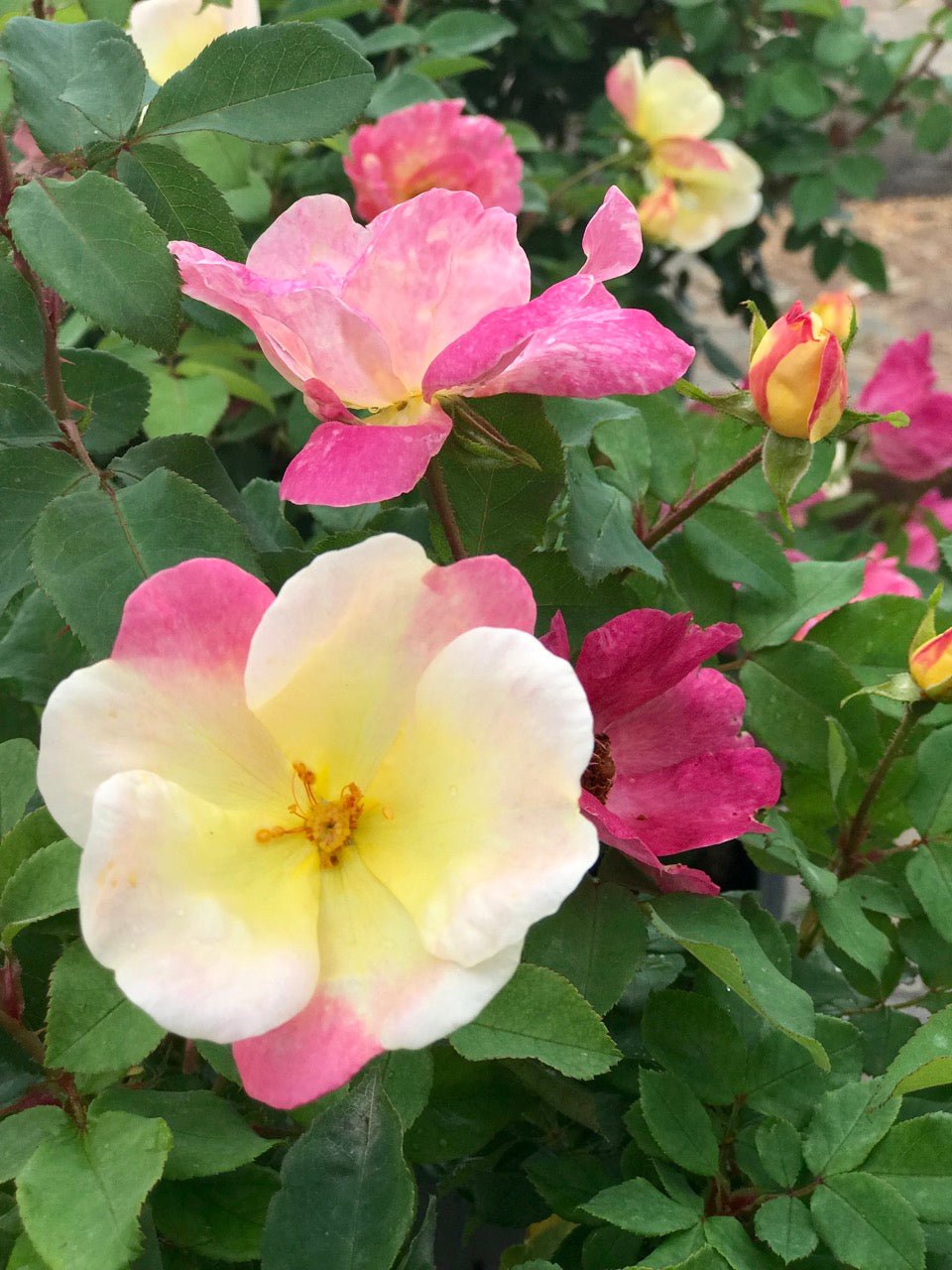 The Champion™ Sunblush Rose - Cheeky Garden