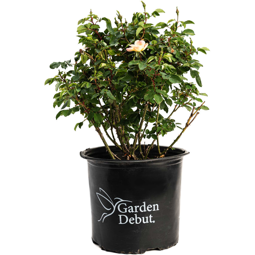 The Champion™ Sunblush Rose - Cheeky Garden