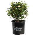 The Champion™ Sunblush Rose - Cheeky Garden