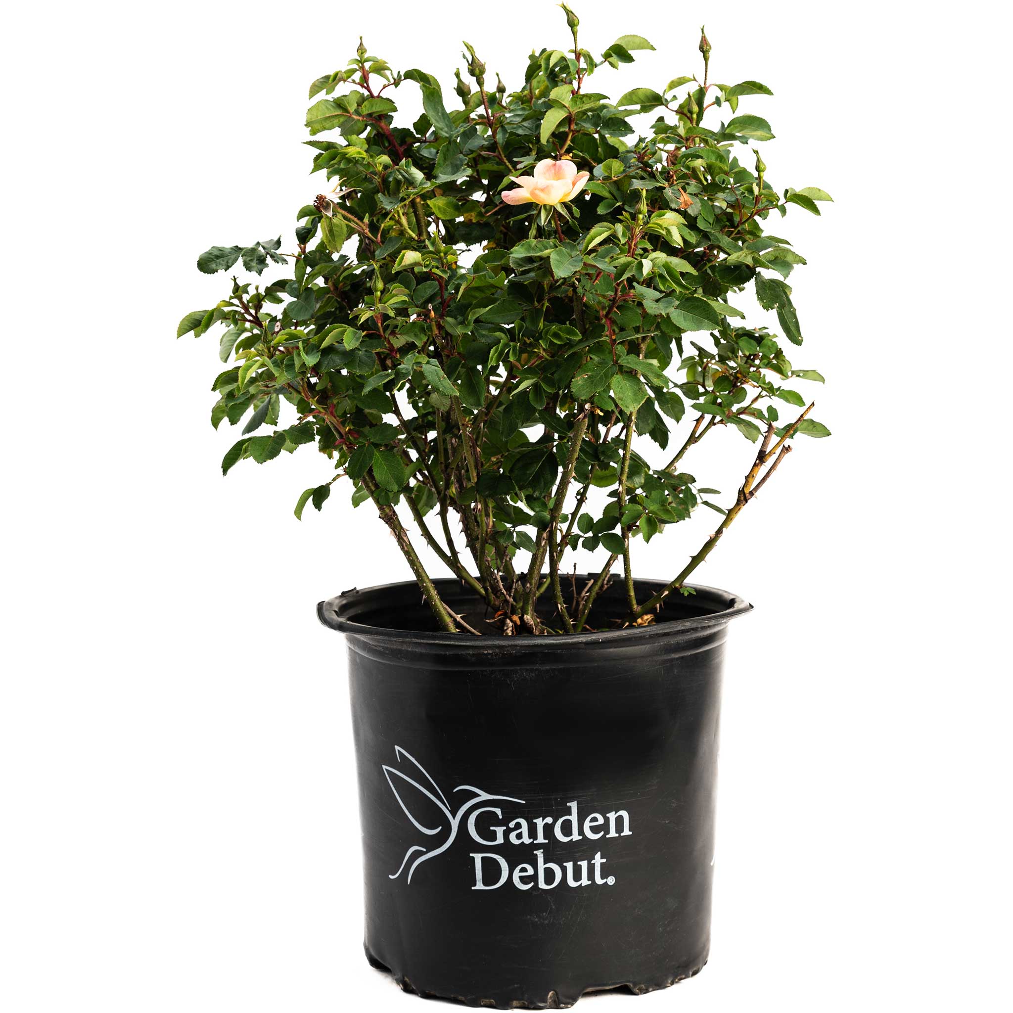 The Champion™ Sunblush Rose - Cheeky Garden