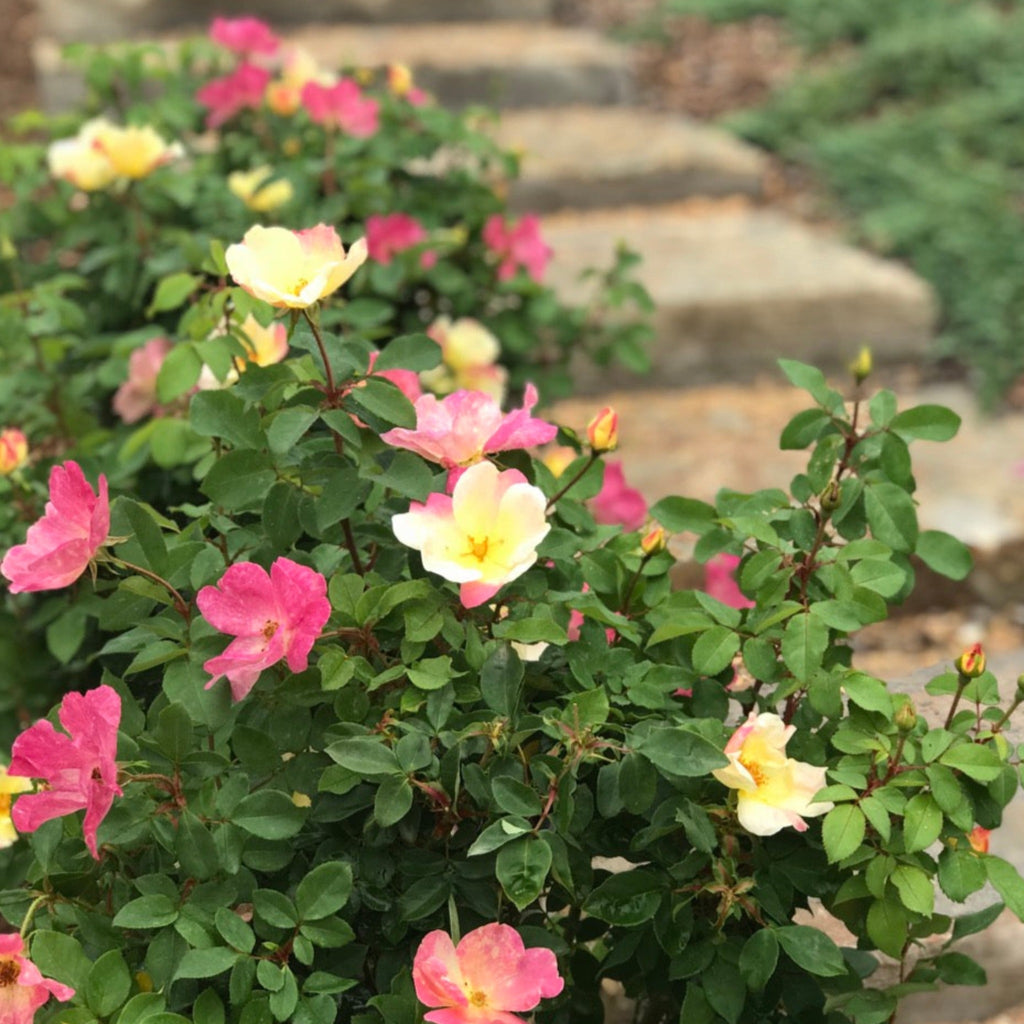 The Champion™ Sunblush Rose - Cheeky Garden