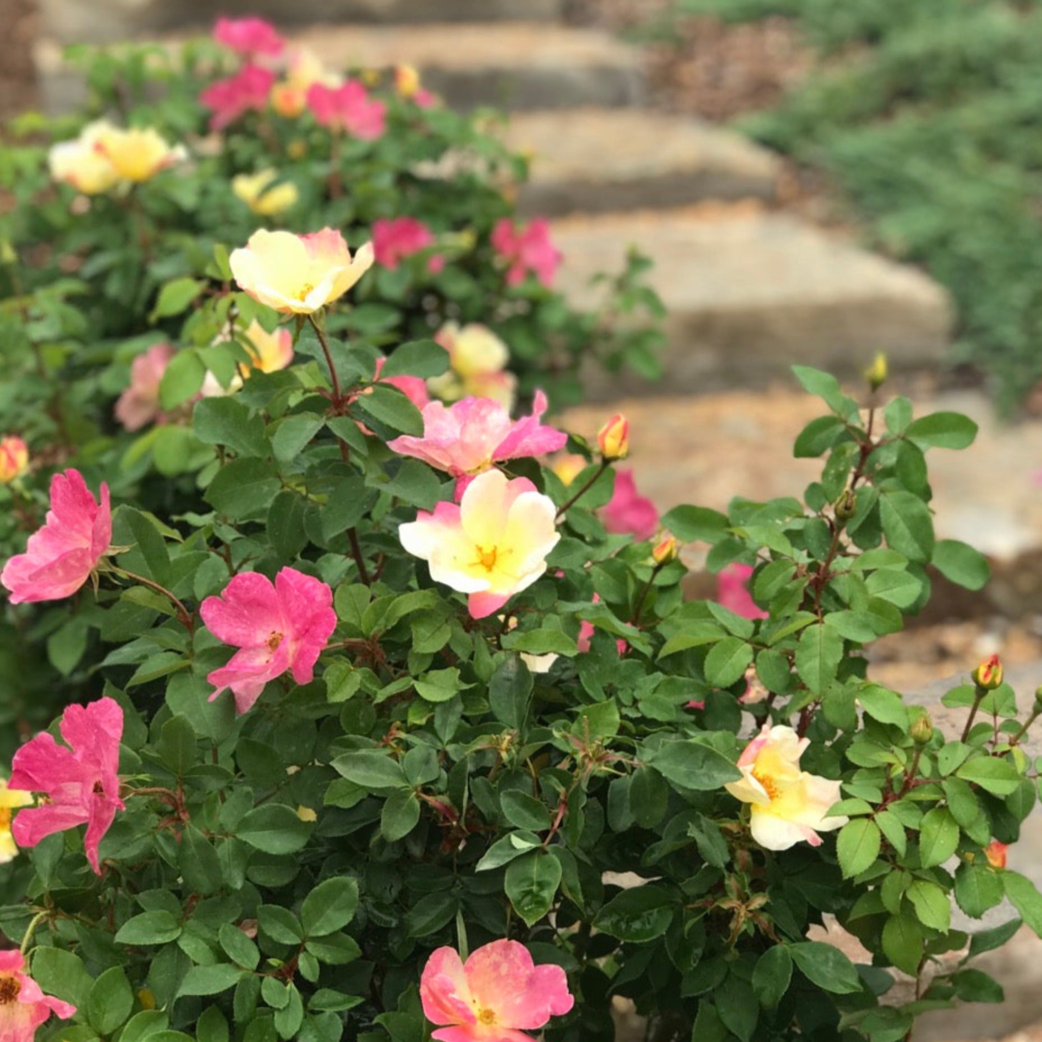 The Champion™ Sunblush Rose - Cheeky Garden