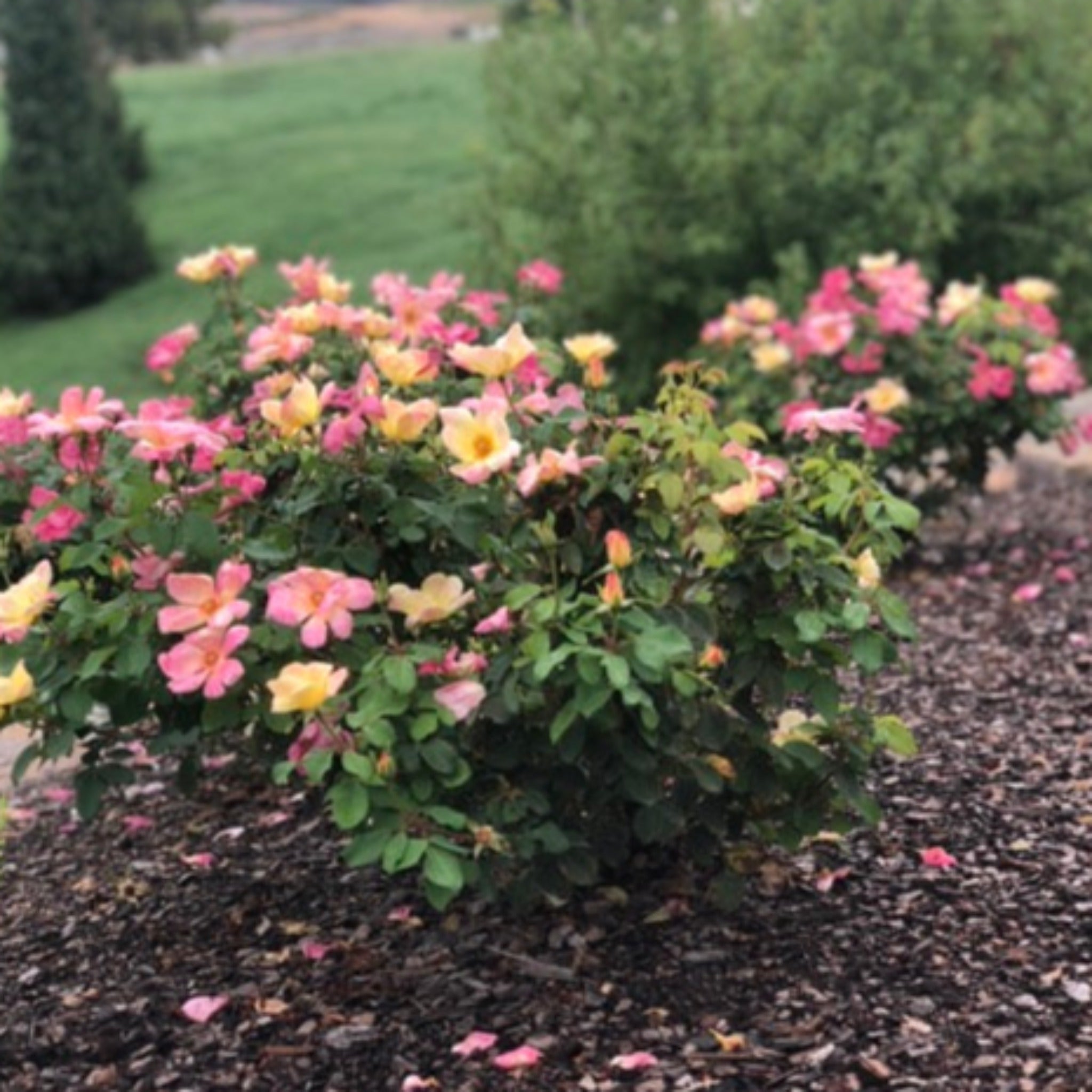 The Champion™ Sunblush Rose - Cheeky Garden