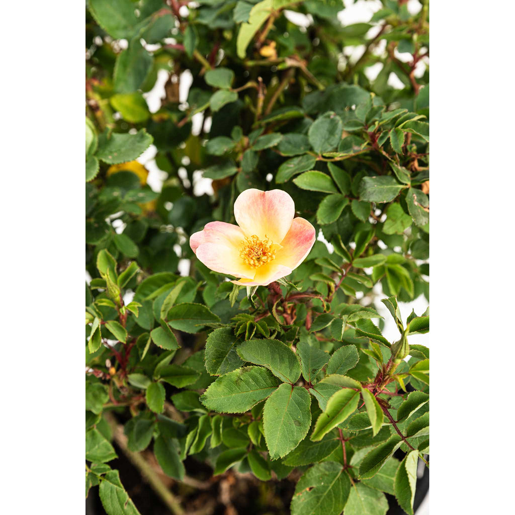 The Champion™ Sunblush Rose - Cheeky Garden