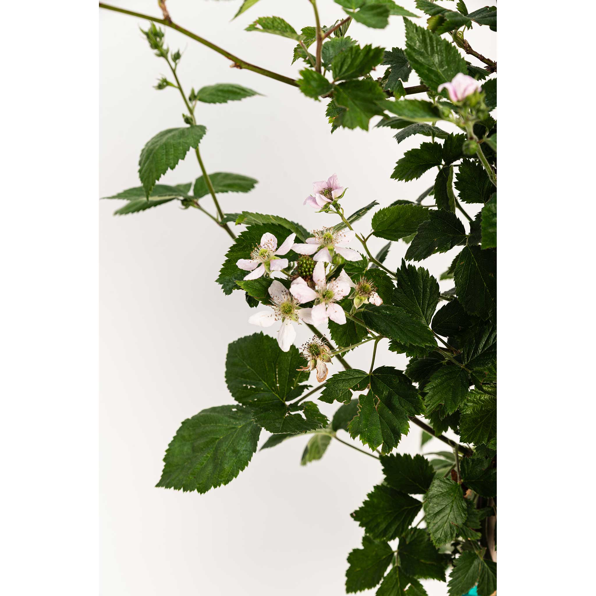 Thornless Blackberry Bush - Cheeky Garden