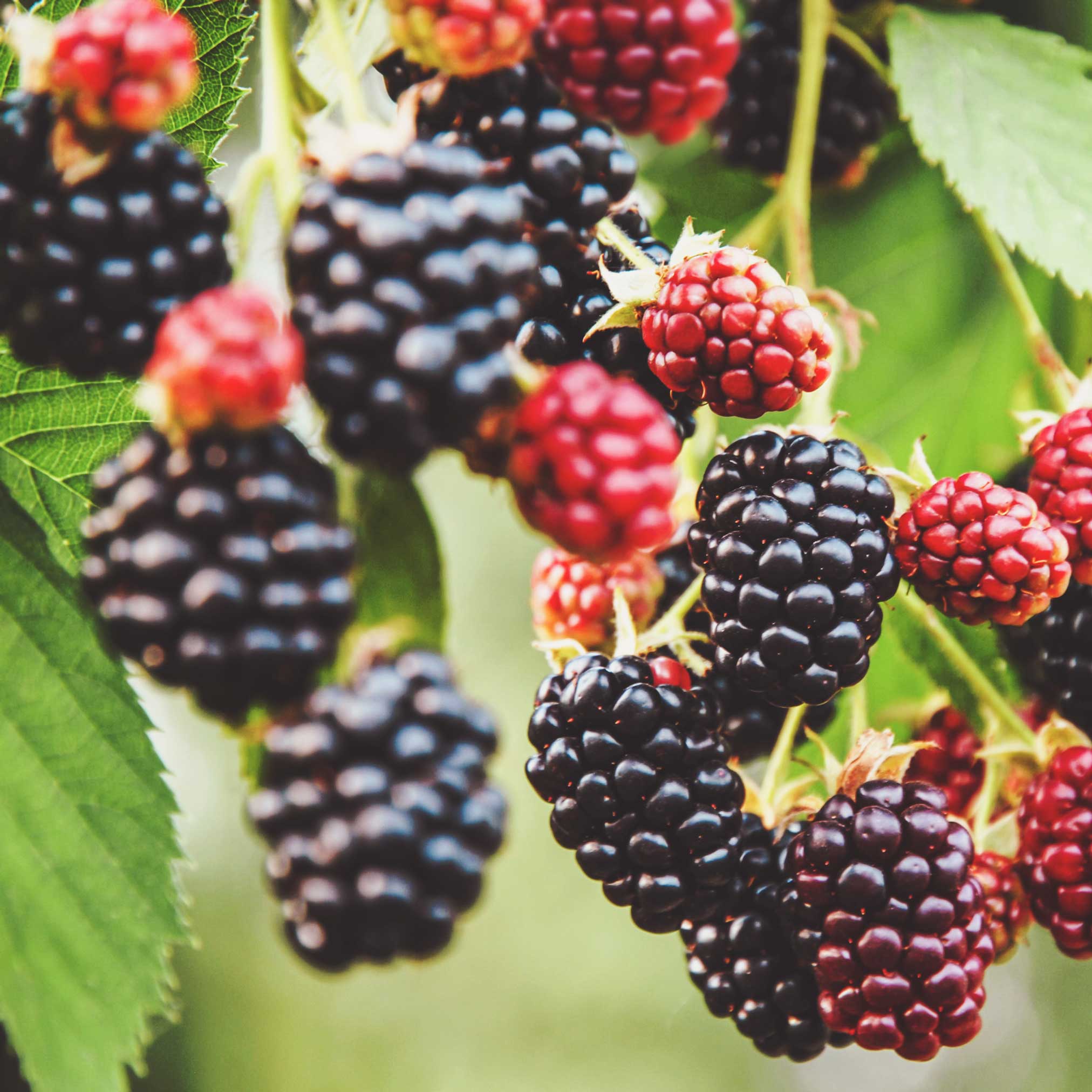 Thornless Blackberry Bush - Cheeky Garden