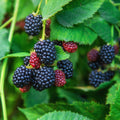 Thornless Blackberry Bush - Cheeky Garden