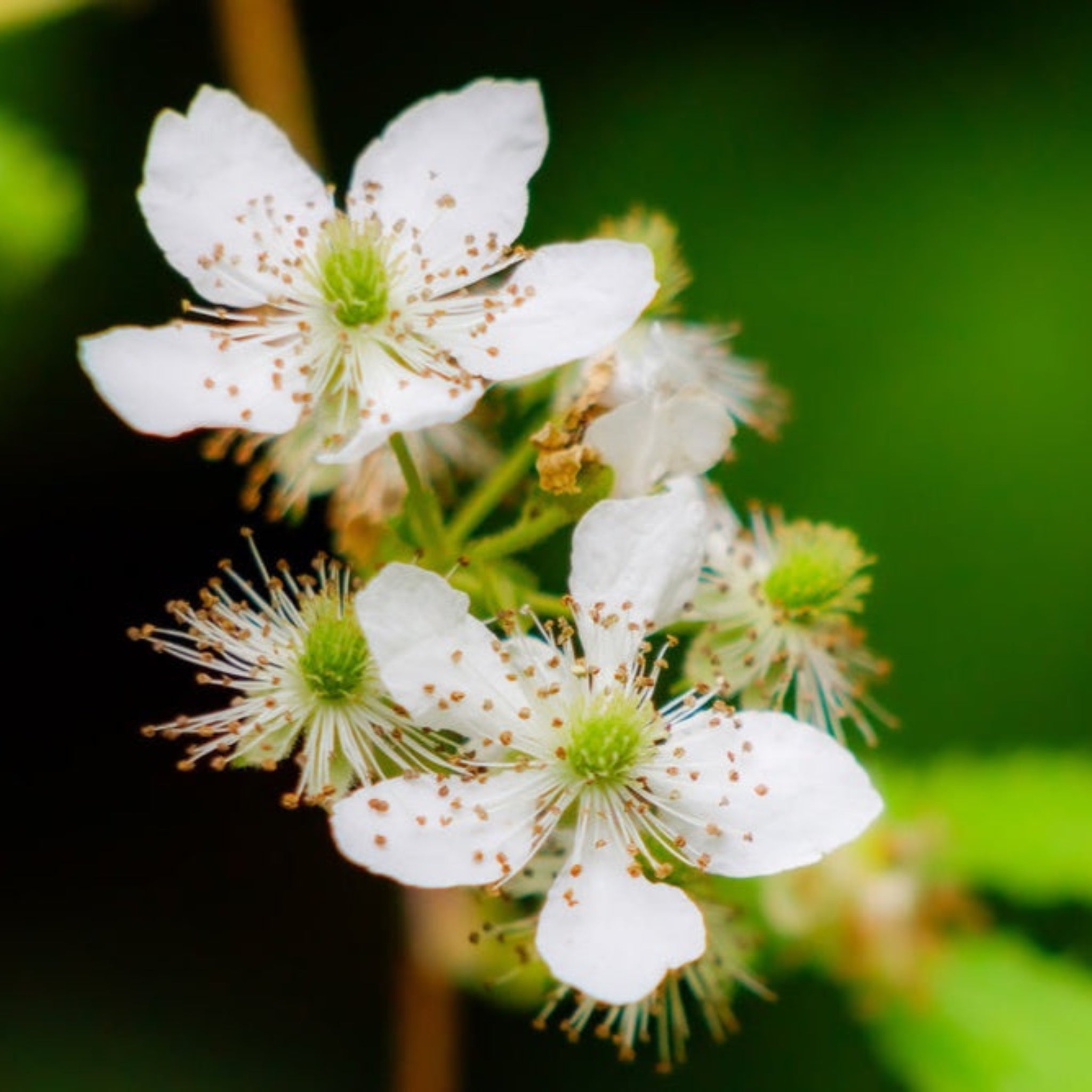 Thornless Blackberry Bush - Cheeky Garden