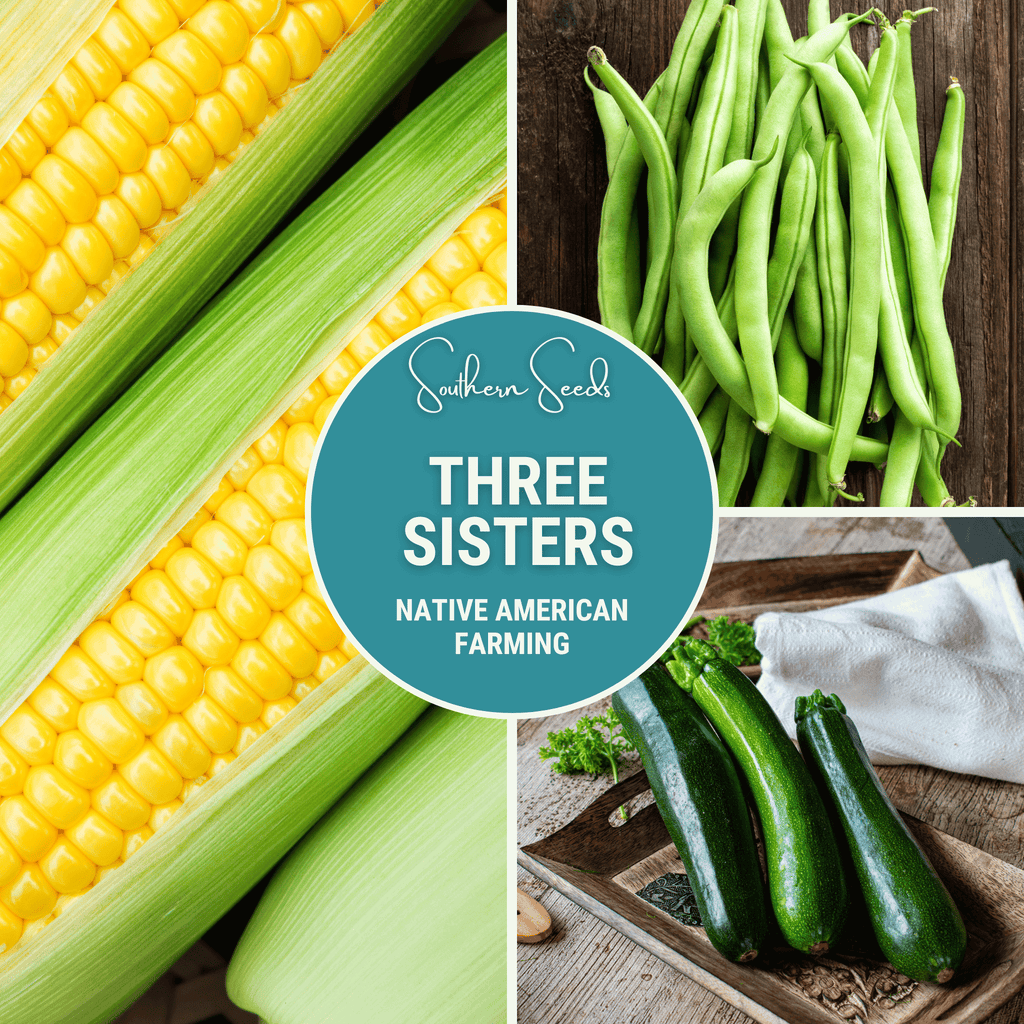 Three Sisters Seed Collection – Native American Farming – Corn, Bean, Squash - Cheeky Garden