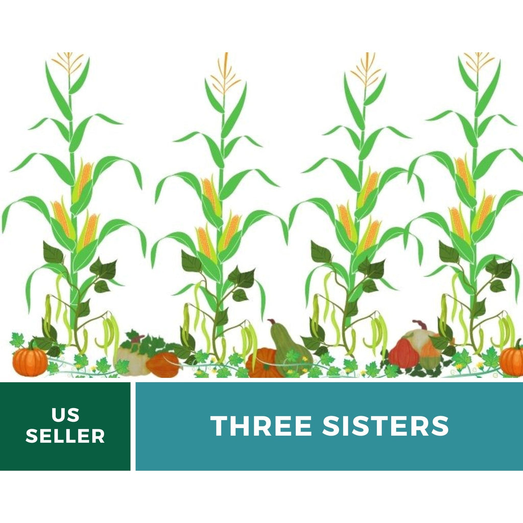 Three Sisters Seed Collection – Native American Farming – Corn, Bean, Squash - Cheeky Garden