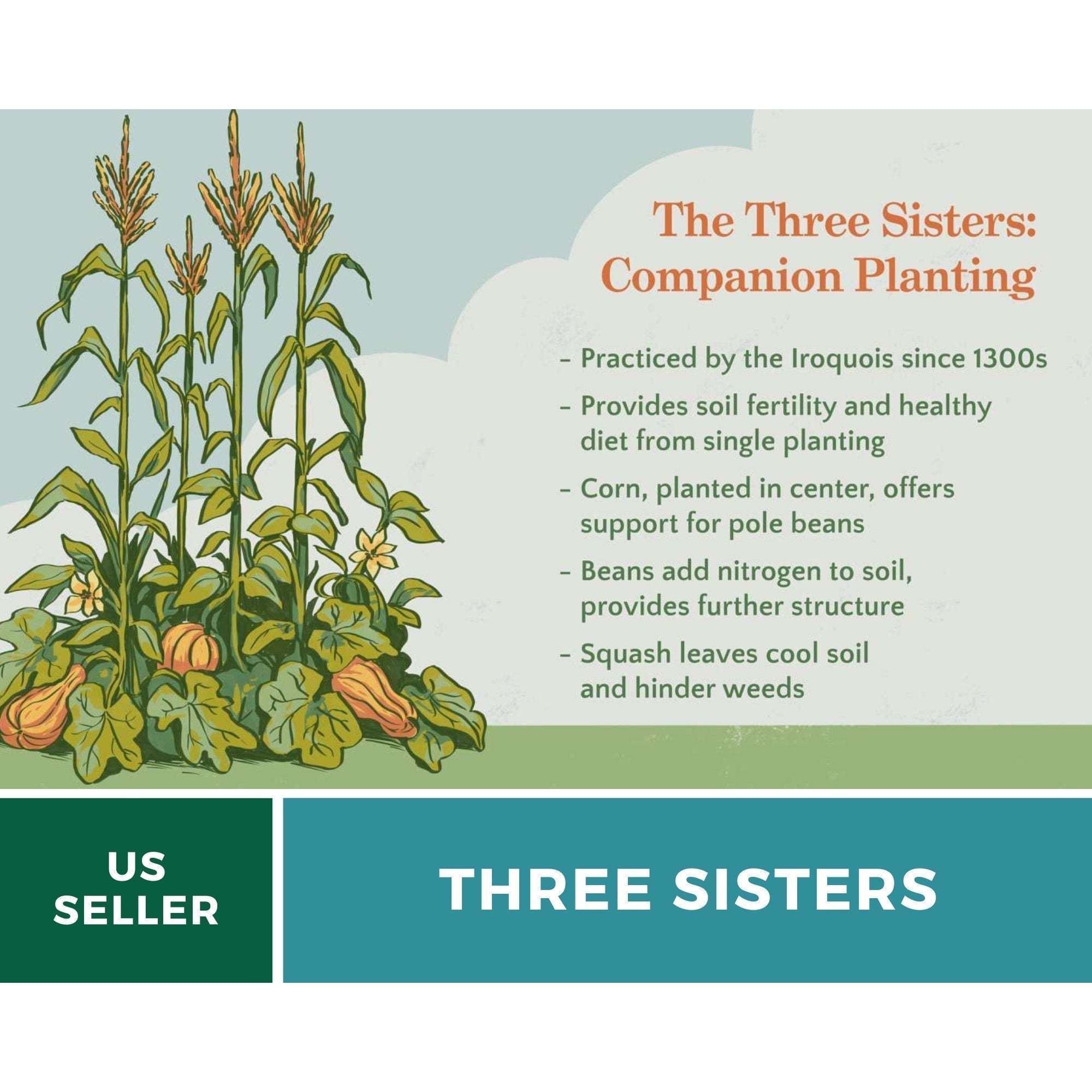 Three Sisters Seed Collection – Native American Farming – Corn, Bean, Squash - Cheeky Garden