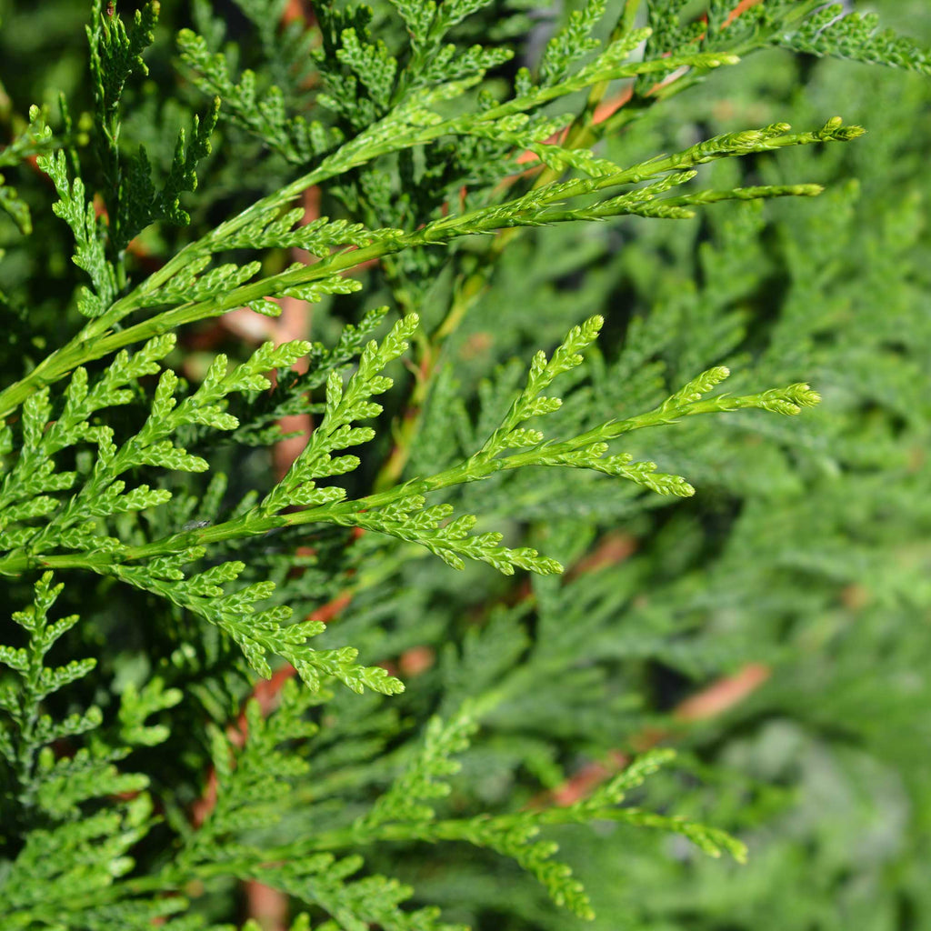 Thuja Green Giant - Cheeky Garden