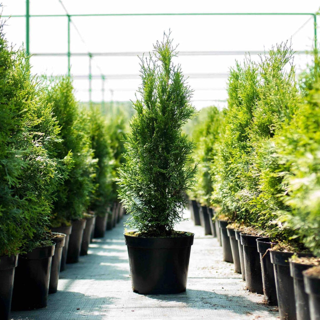 Thuja Green Giant - Cheeky Garden