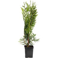 Thuja Green Giant - Cheeky Garden