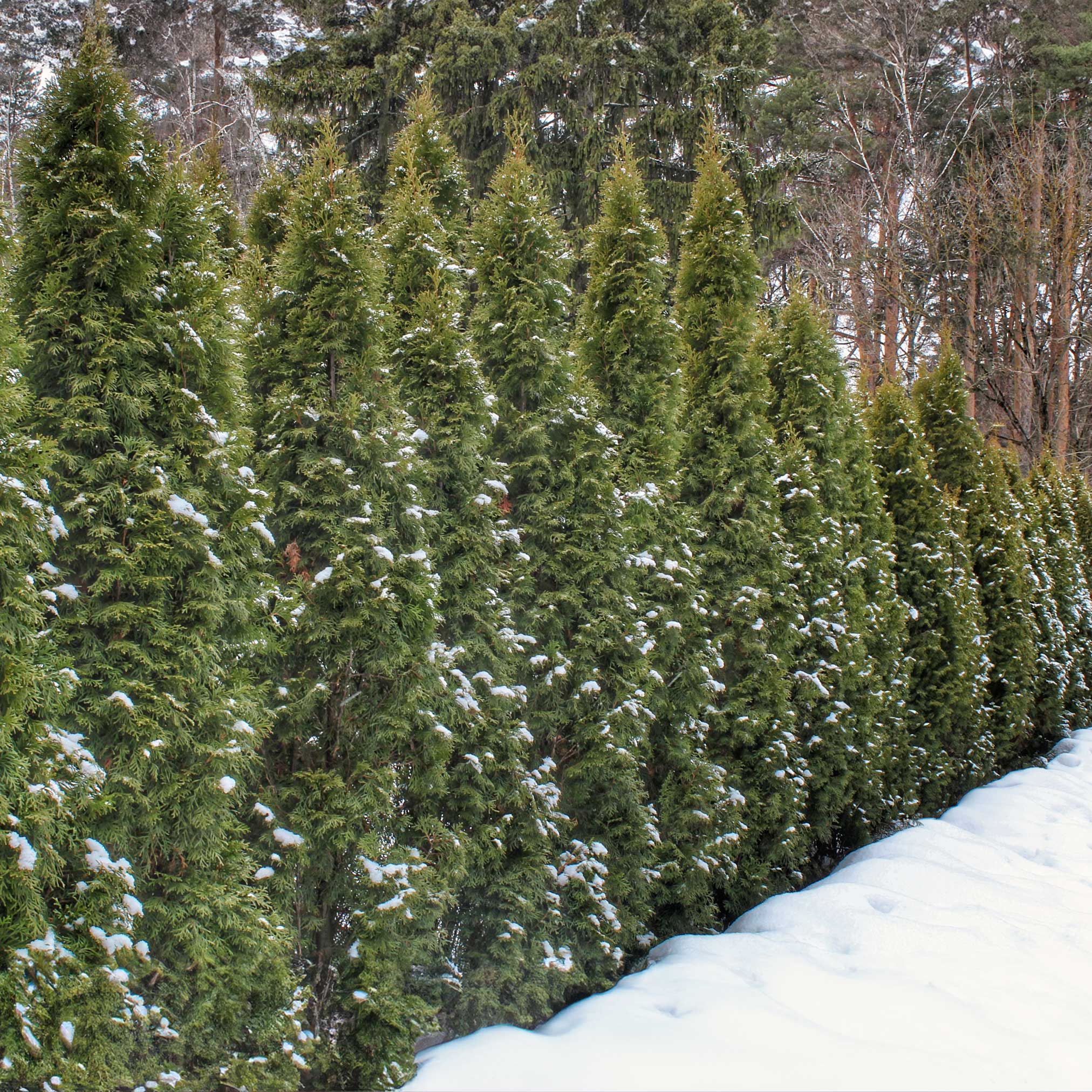 Thuja Green Giant - Cheeky Garden