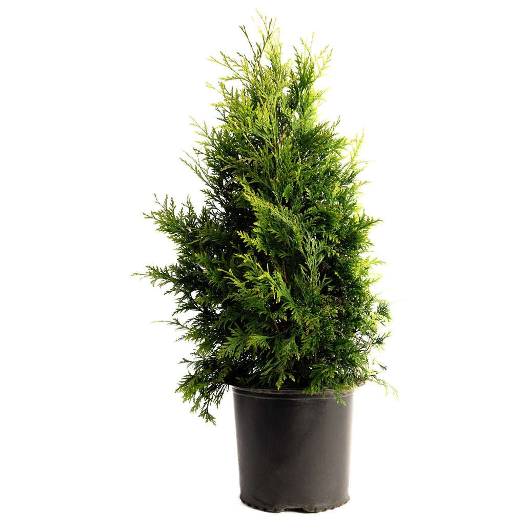 Thuja Green Giant - Cheeky Garden